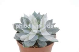 Эхеверия (Echeveria Blue Star)