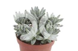 Эхеверия (Echeveria compactum)