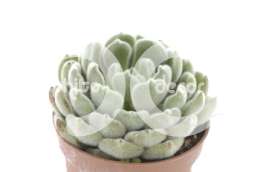 Эхеверия (Echeveria Green Velvet)