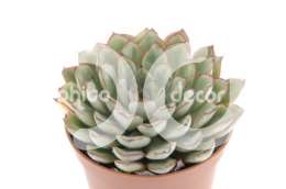 Эхеверия (Echeveria nodulosa)