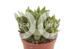 Хавартия (Haworthia desipiens)