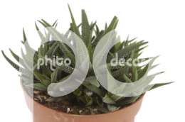 Хавартия (Haworthia Radulata)