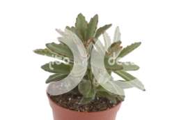 Каланхоэ (Kalanchoe Tomentosa)