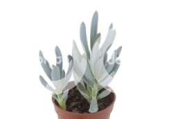 Kleinia repens