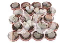 Литопс (Lithops gemengd)