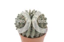 Нотокактус (Notocactus buininghi)