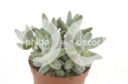 Пахифитум (Pachyphytum Compactum)