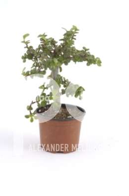 Портулак (Portulacaeria bonsai)