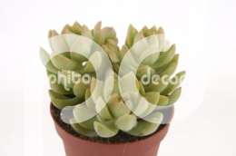 Седум, очиток (Sedum Adolphi Fette)