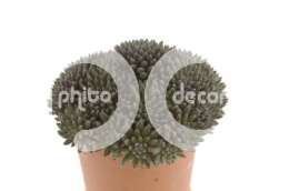 Sinocrassula yunnane