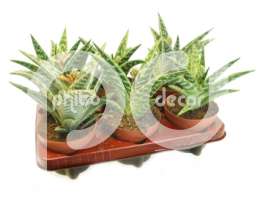 Алое, столетник (Aloe variegata met bloeiende knop)