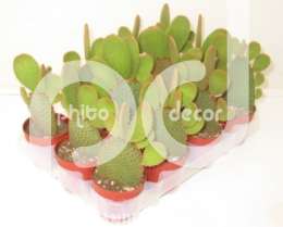 Опунция (Opuntia microdasys rood)