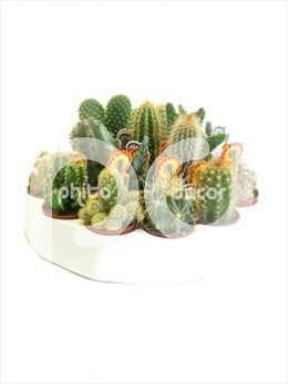 Cactus A in ronde tray + logo etiket