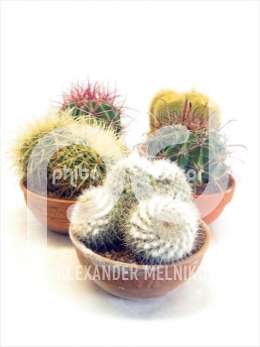 Cactus Bos 2 in 16 cm stenen schaal