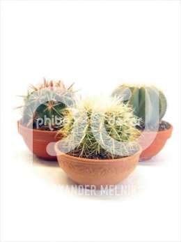 Cactus Bos 3 in 19 cm stenen schaal