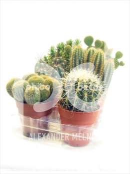 Cactus Edelmix gemengd