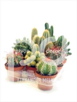 Cactus KABOX Canarias Hollands gemengd