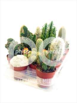 Cactus WEX gemengd + logo etiket