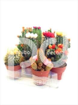 Cactus WEX stro disco gemengd