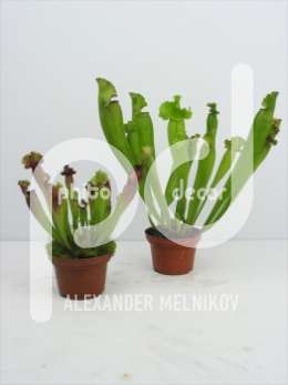 Саррацения (Sarracenia leuco hybride mini)