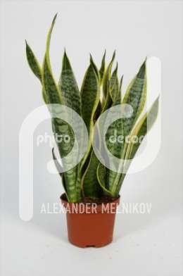 Сансевиерия (Sansevieria futura superba)