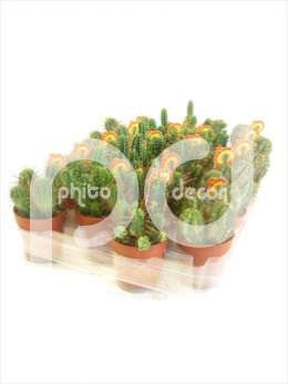 Молочай (Euphorbia BR op rij logo etiket)