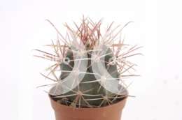 Ферокактус (Ferocactus stainesii)