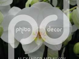 Фаленопсис (Phalaenopsis White wonder)