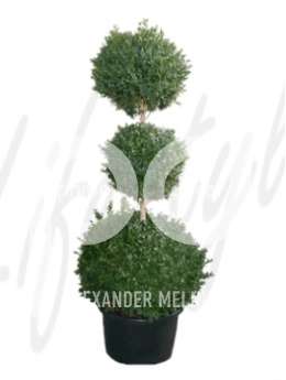 Самшит вечнозеленый  (Buxus sempervirens 3-Boll)