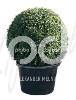 Самшит вечнозеленый (Buxus sempervirens Boll 65cm)