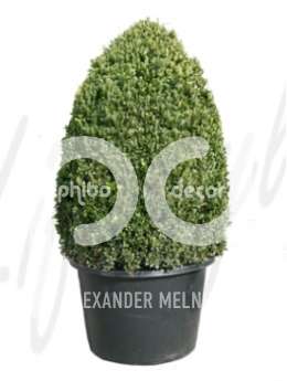 Самшит вечнозеленый (Buxus sempervirens Oval)