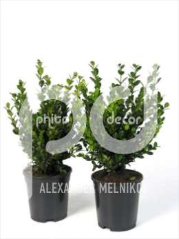 Самшит вечнозеленый (Buxus micr.'Faulkner')