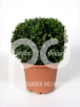 Самшит вечнозеленый (Buxus microphylla 'Faulkner')