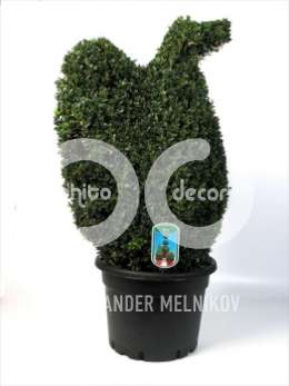 Самшит вечнозеленый (Buxus semp.dierfiguur Adelaar)