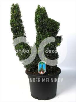 Самшит вечнозеленый (Buxus semp.dierfiguur Eekhoorn)