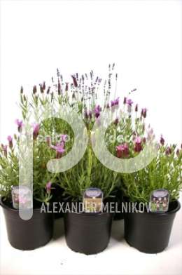 Лавандва (Lavandula mixkar)