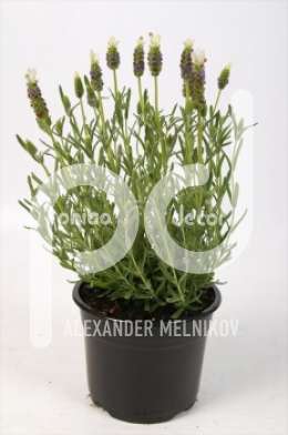 Лаванда (Lavandula stoechas Little Bee Blue-White)