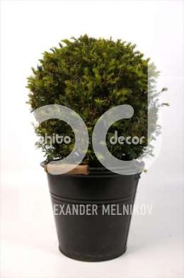 (Taxus baccata bol)
