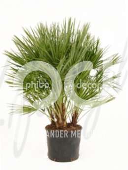 Хамеропс (Chamaerops humilis)