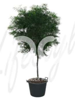 Ногоплодник (Podocarpus gracilor)