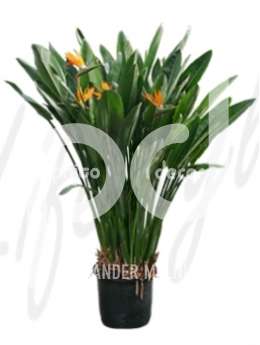 Стрелиция королевская  (Strelitzia reginae)