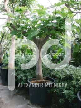 Инжир, фиговое дерево, смоковница.(Ficus carica)