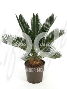 Цикас поникающий, папоротниковое дерево (Cycas revoluta) 