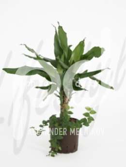 Драцена (Dracaena fragrans)