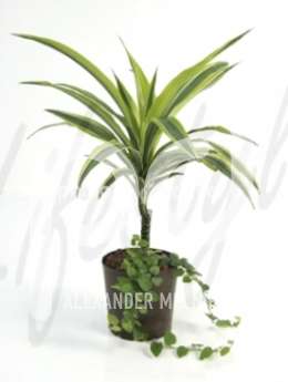 Драцена (Dracaena lemon lime)