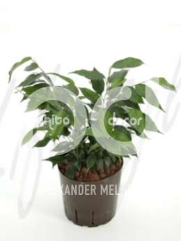 Фикус (Ficus danielle)