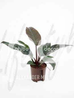 Филодендрон лазящий (Philodendron imperial red)