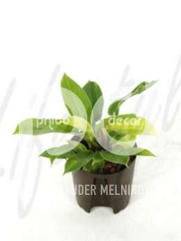 Филодендрон лазящий (Philodendron lemon mandjari)