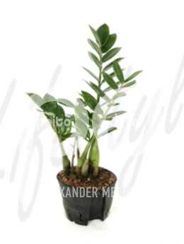 Замиокулкас (Zamioculcas zamiifolia) 