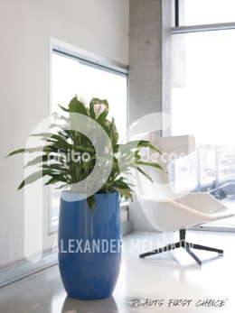 Drop Spathiphyllum hybride